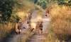 17 Gir lions held as suspects for murders, three sentenced