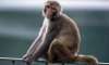 Delhi's first animal welfare policy calls for birth control