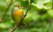 Vastu Shastra: Putting picture of bird in this direction of your house will make you successful
