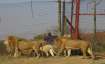 Asymptomatic animal handlers, animal handlers transmit COVID, Delta variant, lions, zoo, South Afric