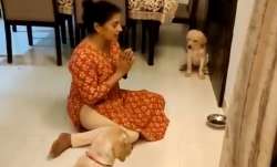 Adorable video of woman teaching pups to pray before meals will melt your heart | WATCH