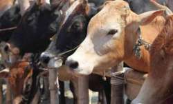 Cattle smuggling, Bangladesh, halted, south Bengal front, BSF report, Border Security Force, south B