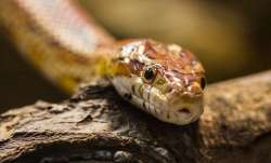 Thane: Man dies after being bitten by snake while