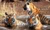 tiger population in india rises to 2226 in 2014 growth by