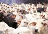 'Dharma Sansad' seeks rollback of directive on cow