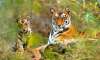 Forest officials have advised people not to venture into